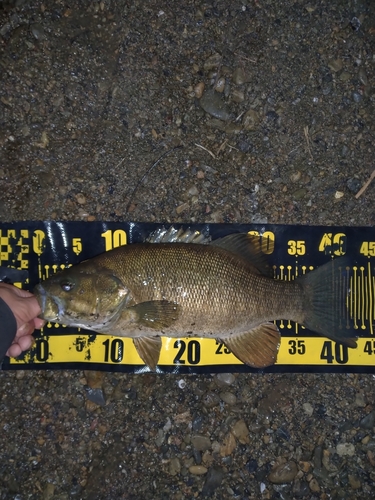 スモールマウスバスの釣果