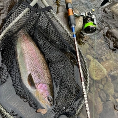 ニジマスの釣果