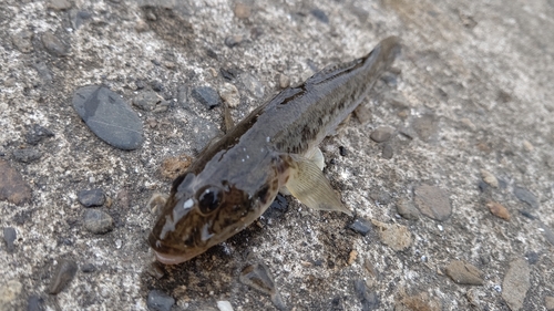 ハゼの釣果