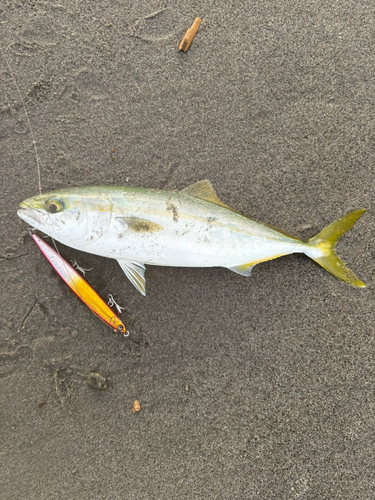 ワカシの釣果