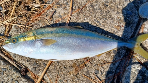 イナダの釣果