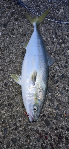 イナダの釣果