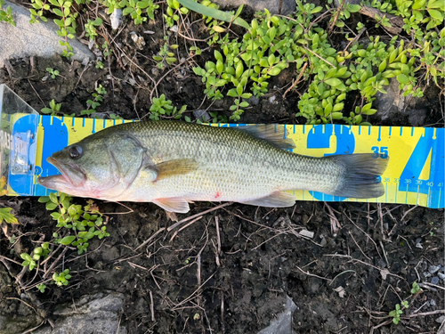 ブラックバスの釣果