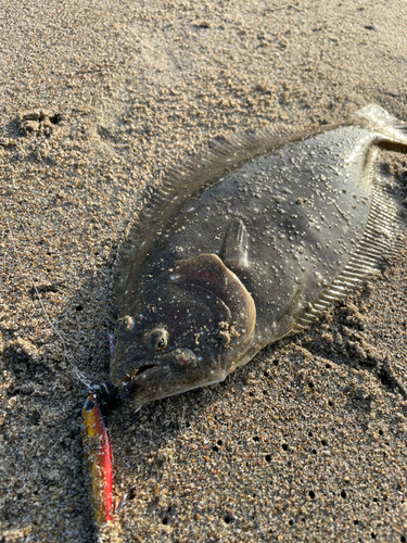 ヒラメの釣果