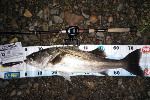 シーバスの釣果