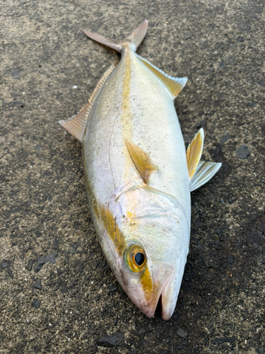 カンパチの釣果