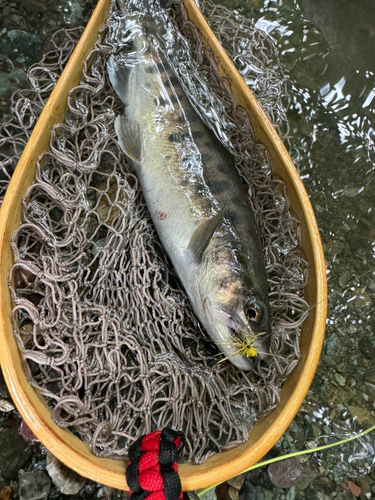 イワナの釣果