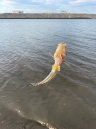 ハゼの釣果