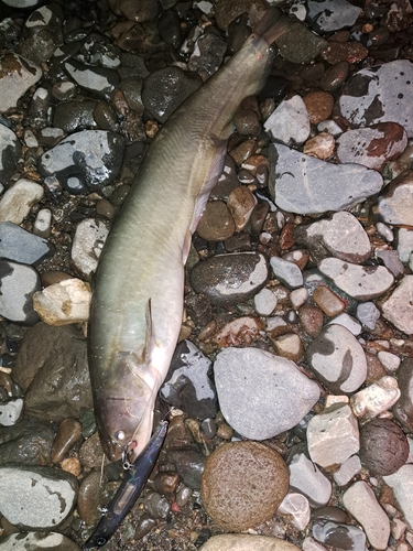 ナマズの釣果