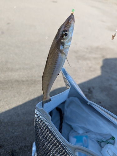 シロギスの釣果