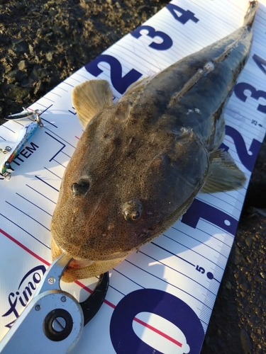 マゴチの釣果