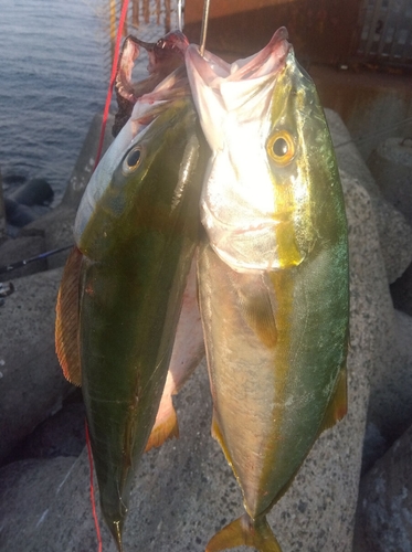 ハマチの釣果