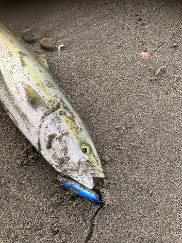 イナダの釣果