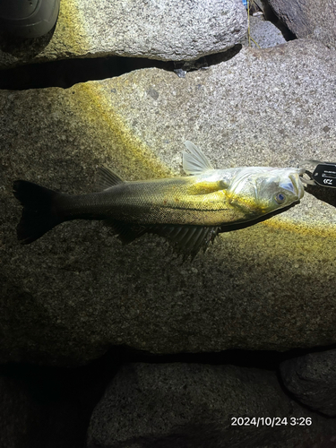 シーバスの釣果