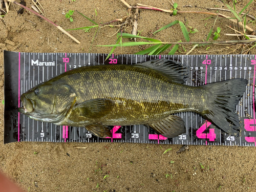 スモールマウスバスの釣果