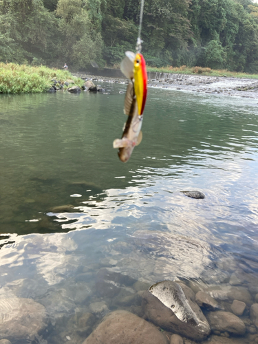 チチブの釣果