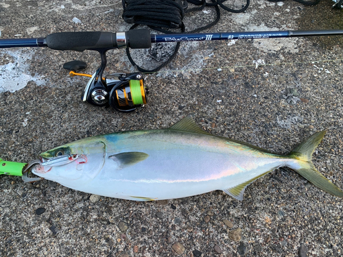 ヤズの釣果