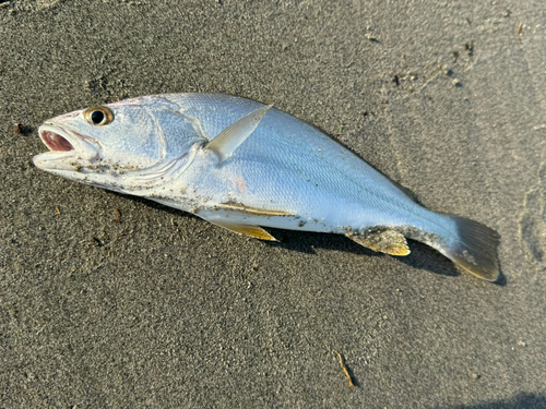 ニベの釣果