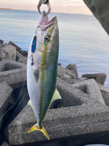 ハマチの釣果