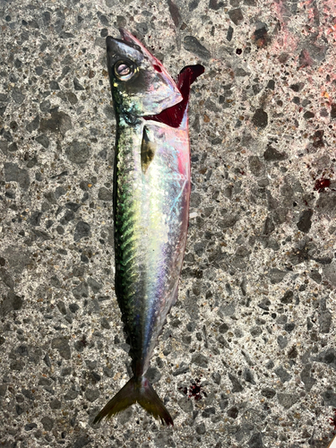 サバの釣果