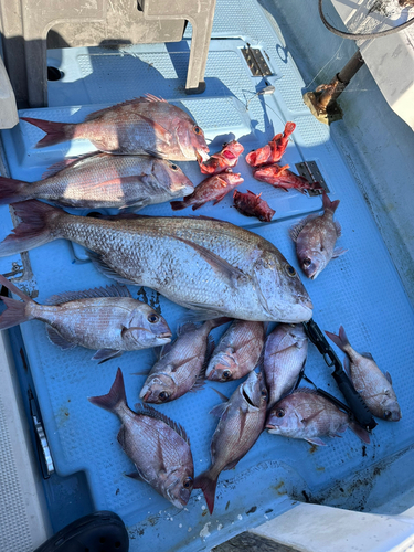 マダイの釣果