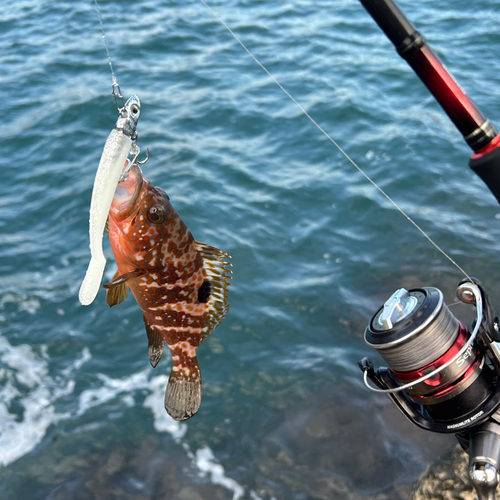 アコウの釣果