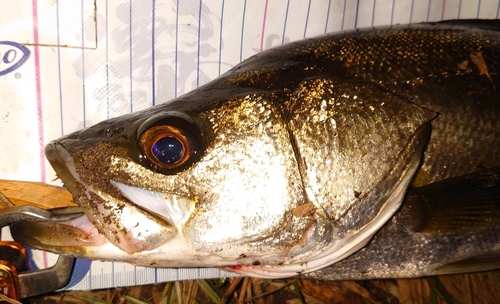 シーバスの釣果