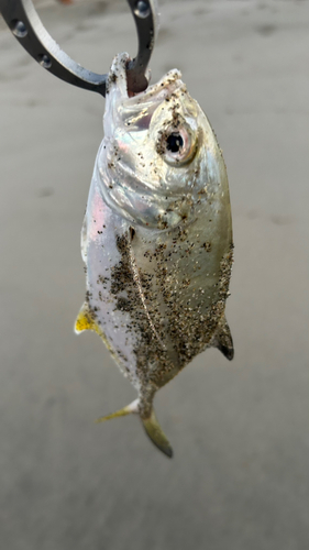 メッキの釣果