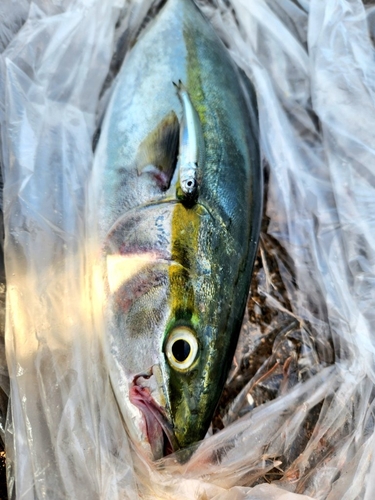 イナダの釣果