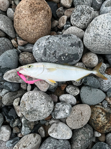 ツバイソの釣果