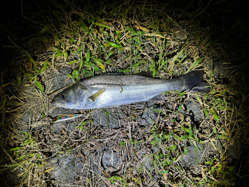 フッコ（マルスズキ）の釣果