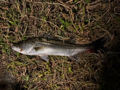 フッコ（マルスズキ）の釣果