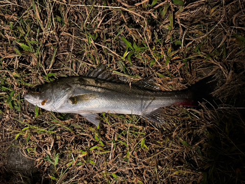 フッコ（マルスズキ）の釣果