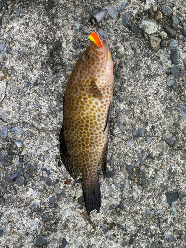 オオモンハタの釣果