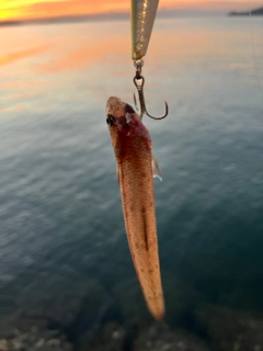 エソの釣果