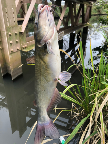 アメリカナマズの釣果