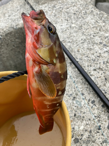 アカハタの釣果