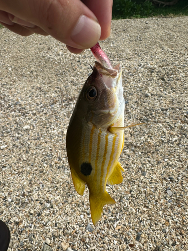 ヤマトビーの釣果