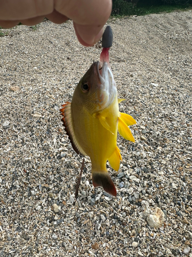 ビタローの釣果