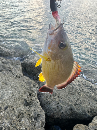 ビタローの釣果