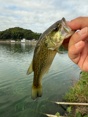 ラージマウスバスの釣果