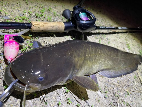 ナマズの釣果