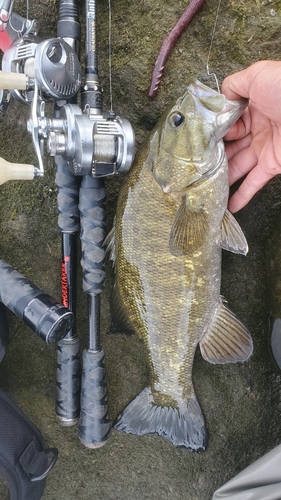 スモールマウスバスの釣果