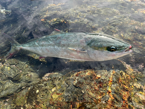 ヤズの釣果