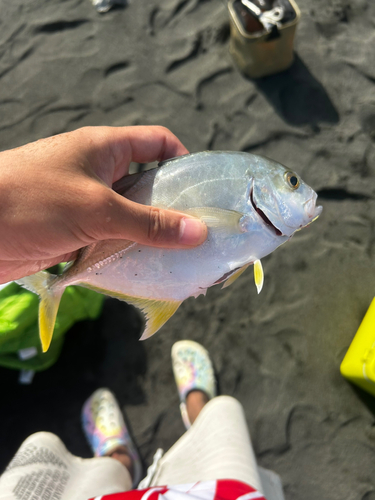 メッキの釣果