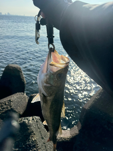 スズキの釣果