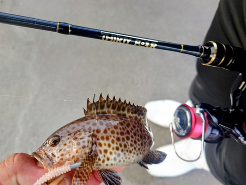 オオモンハタの釣果