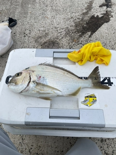 ヘダイの釣果