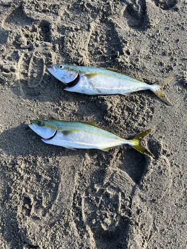 ワカシの釣果