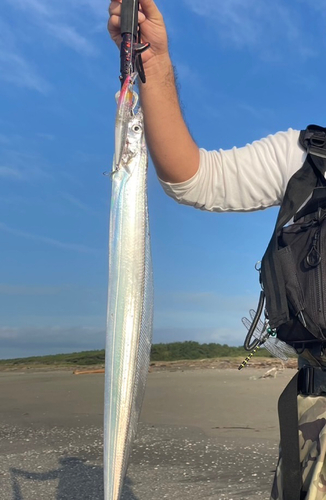 タチウオの釣果